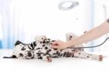 Hundeversicherungen im Check